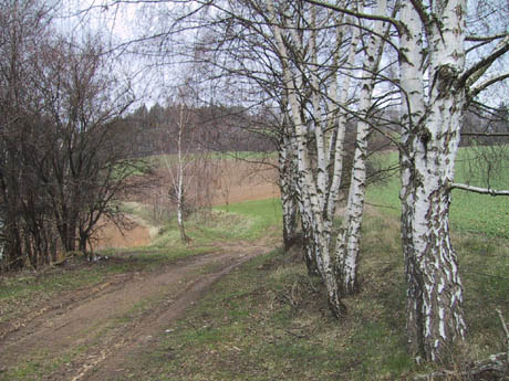 Břízová alej