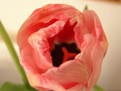 Tulipán